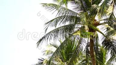 风<strong>吹</strong>过棕榈树的<strong>叶子</strong>，它们微微波动
