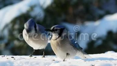 一对美丽的<strong>蓝鸟</strong>在阳光明媚的日子吃雪种子-科