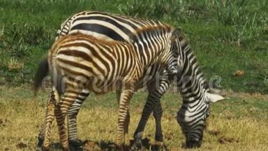 在安博塞利国家公园，一只斑马妈妈和一只小白羊站在一起