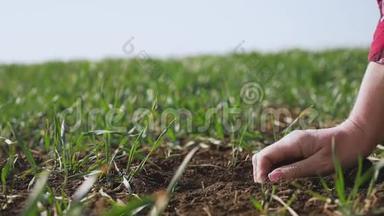 农夫女孩手里拿着一堆泥土。 <strong>生态农业</strong>地面<strong>农业</strong>概念。 女职工学习冬青