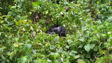 一只大猩猩在丛林深处的野外隐藏婴儿和咀嚼植被