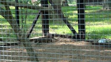 夏天，雪貂在动物园的笼子里奔跑. 动物园里的动物。 4K