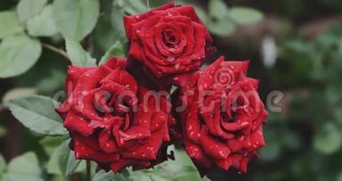 红玫瑰花蕾盛开在花园里，绿色的夏日背景