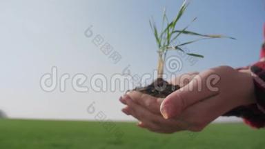 女孩手里拿着泥土，一株绿色的年轻植物。 生态农业是春天和生态概念的象征。 女农民手