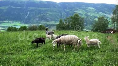 两只母羊摇着脖子上的<strong>铃铛</strong>，因为其他羊在吃<strong>草</strong>，羔羊在挪威的牧场玩耍。