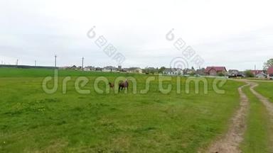 马和她的白驹过隙在草地上放牧，无人机视频