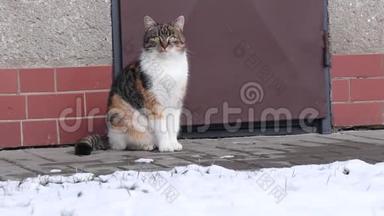 坐在雪园后人行道上的家猫真诚而不知疲倦的样子。 费利斯·卡特斯的家庭生活