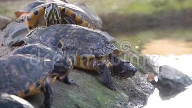 坎伯兰滑头海龟巢穴的特写镜头，来自美国的受欢迎的沼泽龟