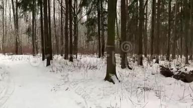 在冬林中缓慢360旋转.. 俄罗斯的冬天。 当我们走在<strong>童话</strong>故事里或经过<strong>童话</strong>故事时，万向节的稳定运动