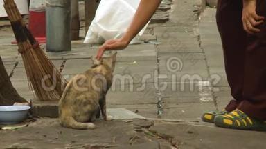 一只流浪猫在街上被它的主人宠爱