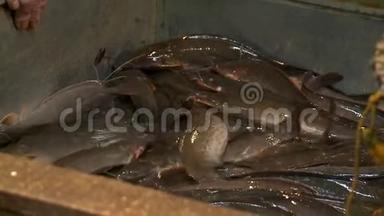 活的，蠕动的鲶鱼在潮湿的市场上出售