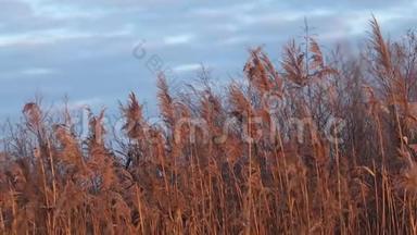 冬日夕阳下的芦苇丛