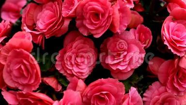 盛开的美丽的粉红色玫瑰花丛<strong>轻轻地从</strong>风中旋转，完整的框架，用于背景