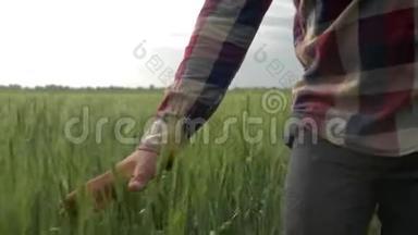 农夫亲手触摸大麦作物，男主在天空的背景下漫步在绿<strong>林间</strong>