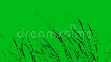 长草或小麦剪影吹在风绿幕4K循环
