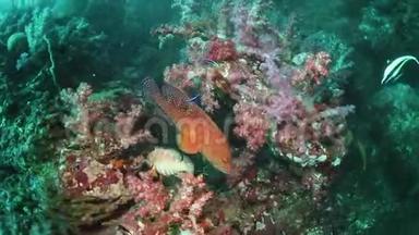 珊瑚群和海底软珊瑚