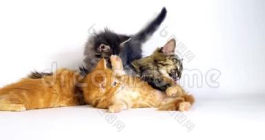棕色斑纹、蓝色斑纹和奶油斑纹的缅因库恩斑纹、家猫、母猫和小猫