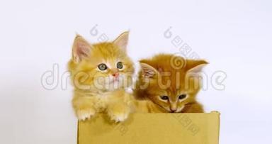 奶油斑缅因州家庭猫，小猫在白底盒中玩耍，法国诺曼底