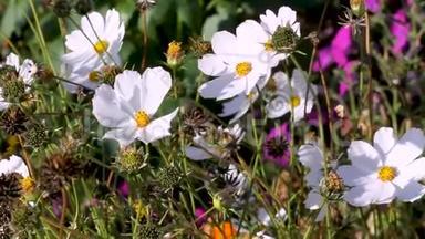 在阳光明媚的日子里，白色的宇宙花朵生长和绽放，<strong>蜜蜂</strong>和蝴蝶飞舞，夏末高清<strong>视频</strong>