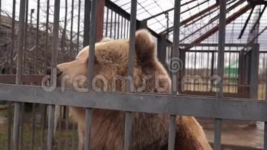 <strong>棕熊</strong>被关在动物园的笼子里。 在动物园笼子里，一头沮丧的<strong>棕熊</strong>透过金属栅栏看着摄像机。