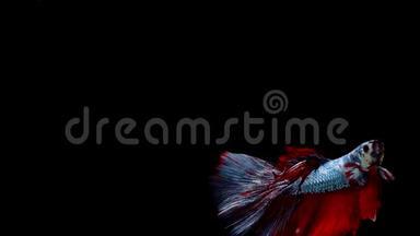 <strong>活力四射</strong>的暹罗斗鱼Betta的超级慢动作，著名的名字是泰国普拉卡特，Betta是一个物种。