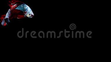 <strong>活力四射</strong>的暹罗斗鱼Betta的超级慢动作，著名的名字是泰国普拉卡特，Betta是一个物种。