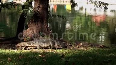 亚洲监控蜥蜴爬在公园的<strong>水池</strong>旁