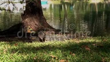 亚洲监控蜥蜴爬在公园的<strong>水池</strong>旁