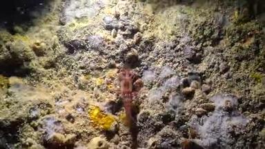 保加利亚水下洞穴红洞虾