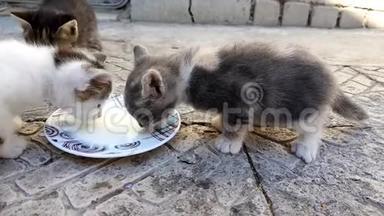 家里的小猫在石头地板上从户外的<strong>碟子</strong>里喝牛奶。