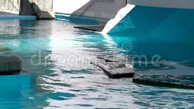 一个城市游泳池动物园白天拍摄的4K海狮游泳。