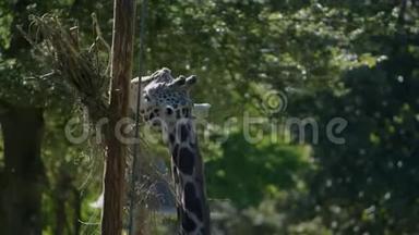 一天在动物园里<strong>吃</strong>的漂亮<strong>长颈鹿</strong>的照片。