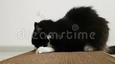 黑白毛茸茸的猫躺在纸<strong>板</strong>上<strong>抓</strong>挠。 嗅到缬草的气味，锋利的爪子和<strong>抓</strong>挠的屁股