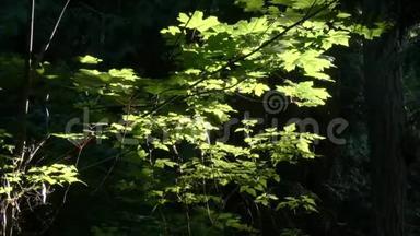 黑暗的森林树叶<strong>和虫子</strong>在阳光下发光