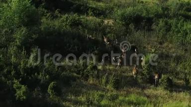 <strong>小鹿</strong>在俄罗斯南部的一个保护区的灌木丛<strong>和</strong>树木之间行走