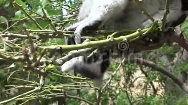 饥饿的狐猴在树上吃东西