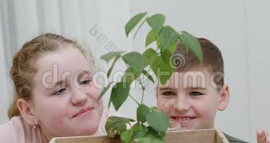 弟弟妹妹喜笑颜开，欣赏一株刚移植到木箱里的绿叶植物