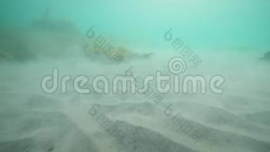 用海藻和海草封闭海底沙质海底景观。