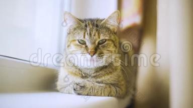 <strong>家居</strong>纹猫躺在窗台上.. 平静的家庭生活理念