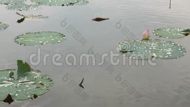 沿着水面，湖面，乘船，从左到右，漂浮的睡莲/荷叶经过
