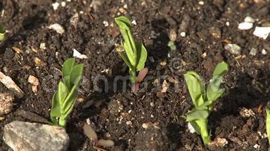 开始在土壤中生长的小植物