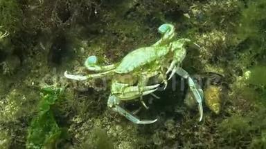 一只大螃蟹吃另一只螃蟹。 飞蟹
