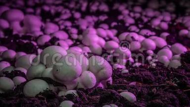 时间推移：香瓜蘑菇生长在一个工业花园。 新鲜的新蘑菇从地上发芽。 生态