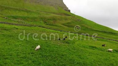 羊在草牧场与美丽的景观。 多云的天空和大风。 法罗群岛。