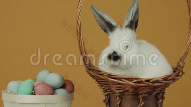 <strong>可爱</strong>的浅白色<strong>小兔子</strong>，黄色背景，桌上有鸡蛋。篮子里的兔子