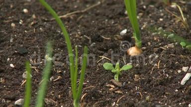 土壤和幼苗下的洋葱鳞茎