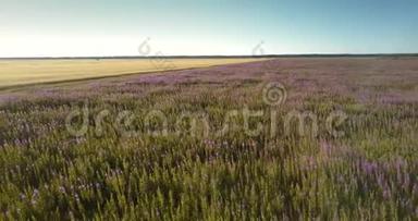 绿色草地上盛开着<strong>紫色的花朵</strong>