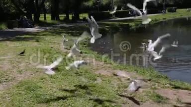 海鸥飞过城市池塘的岸边.. 鸟类及鸟类生态学