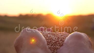 农夫的双手捧着一粒麦子在手掌上，在田野上美丽的夕阳下。 商人评价
