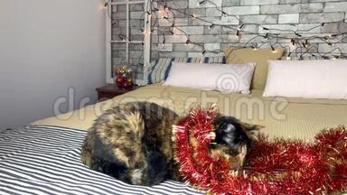 一只漂亮的深色家猫躺在一张床上，床上有一个装饰着节日装饰和灯光的条纹格子呢，里面放着圣诞礼物